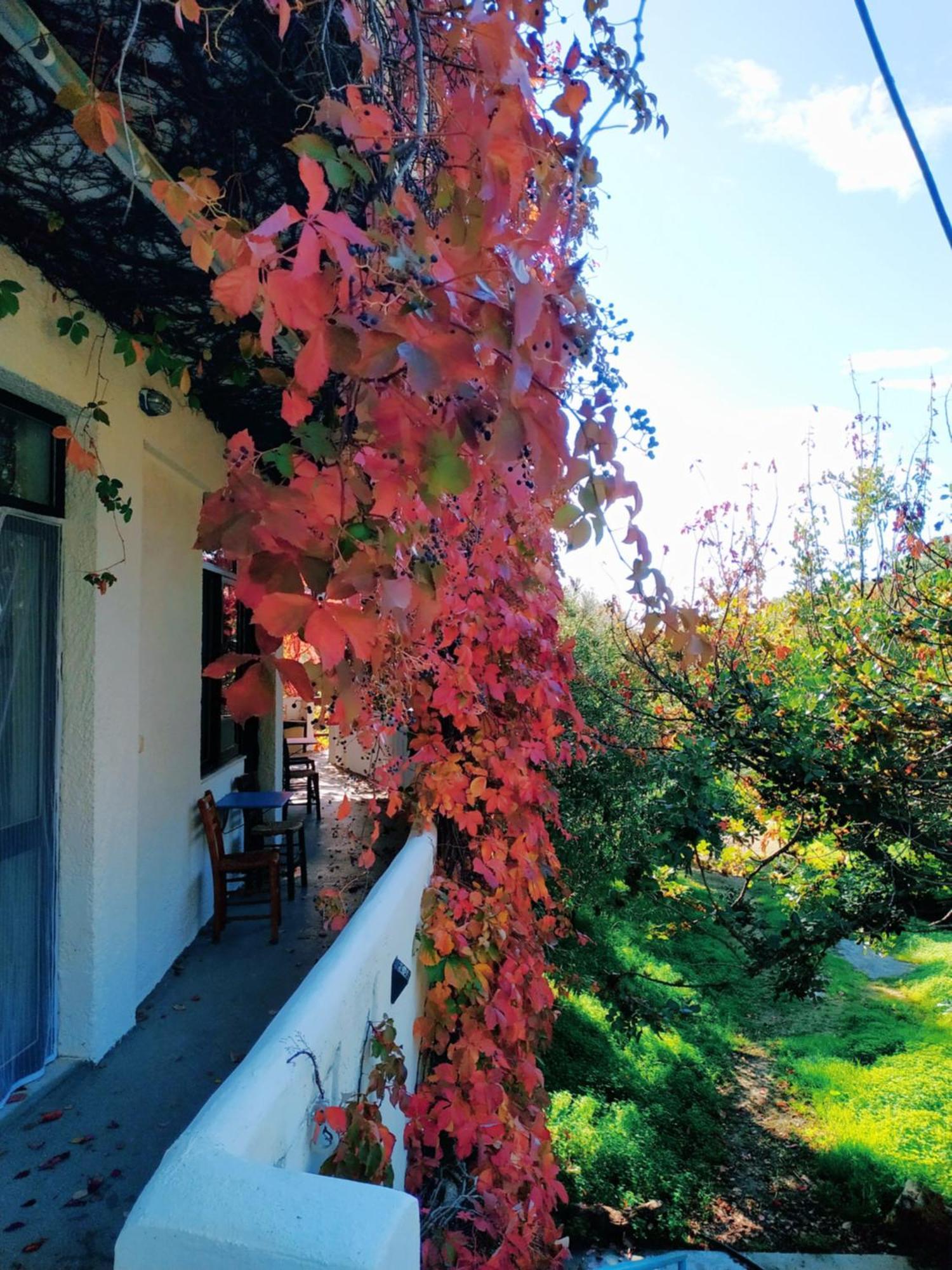 Oleander'S Garden Traditional Cretan Cottage Ферма Экстерьер фото